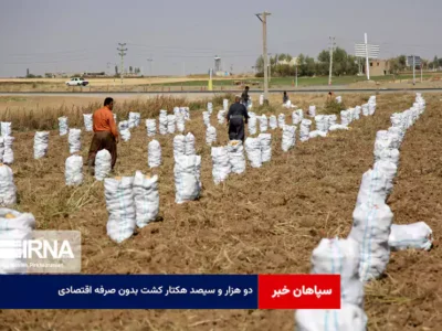 ۲۳۰۰ هکتار کشت بدون صرفه اقتصادی