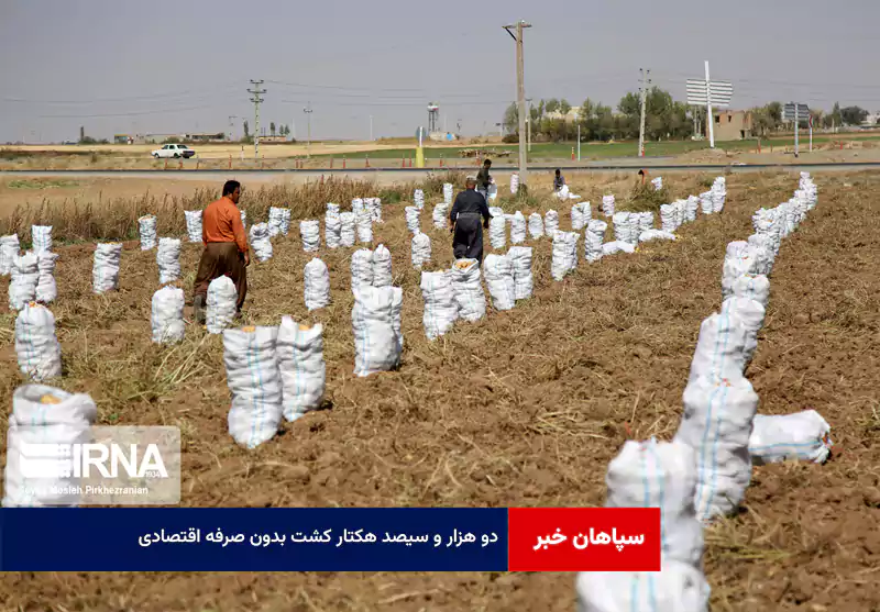 ۲۳۰۰ هکتار کشت بدون صرفه اقتصادی