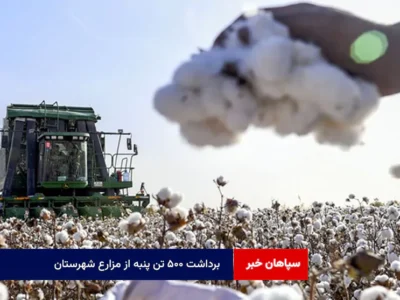 برداشت ۵۰۰ تن پنبه از مزارع شهرستان