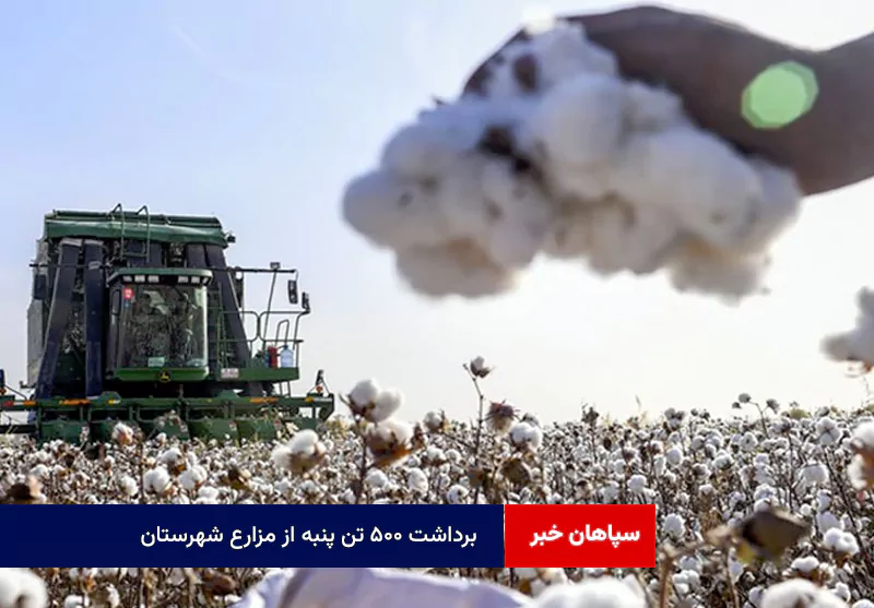 برداشت ۵۰۰ تن پنبه از مزارع شهرستان