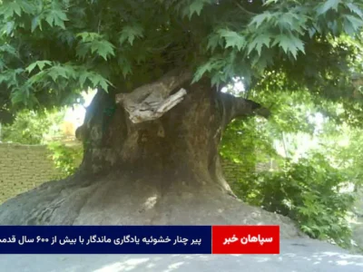 پیر چنار خشوئیه یادگاری ماندگار با بیش از ۶۰۰ سال قدمت