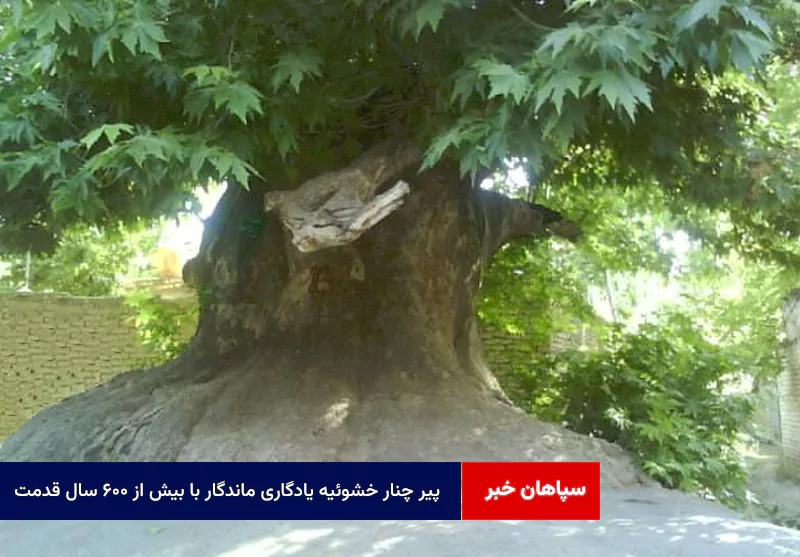 پیر چنار خشوئیه یادگاری ماندگار با بیش از ۶۰۰ سال قدمت