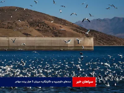 سدهای «کوچری» و «گلپایگان» میزبان ۵ هزار پرنده مهاجر