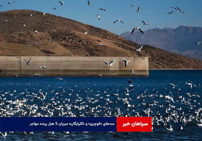 سدهای «کوچری» و «گلپایگان» میزبان ۵ هزار پرنده مهاجر