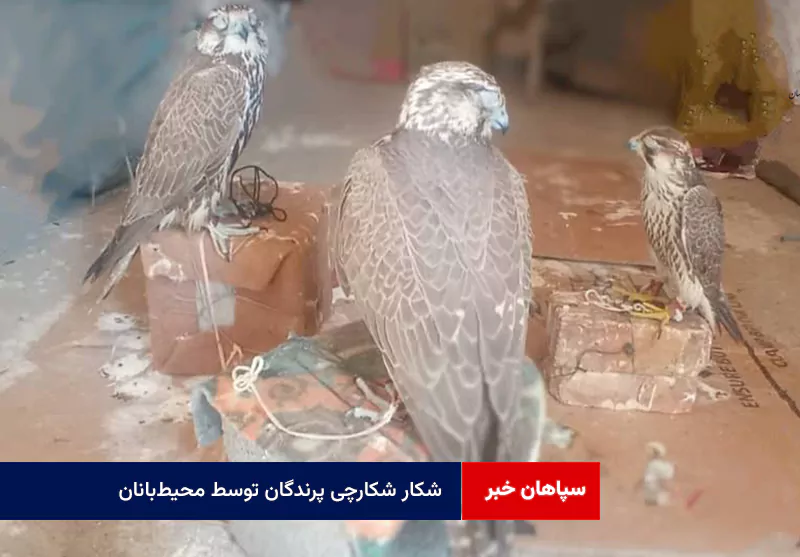 شکار شکارچی پرندگان توسط محیط‌بانان