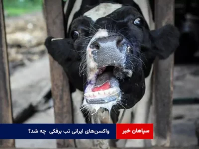 واکسن‌های ایرانی تب برفکی  چه شد؟