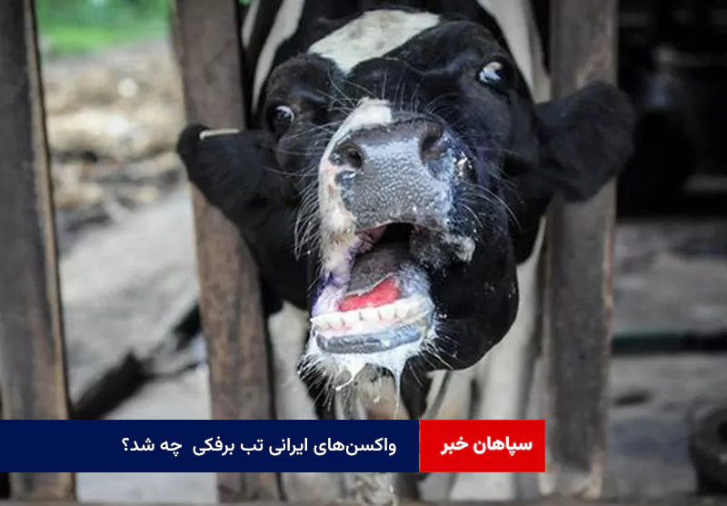 واکسن‌های ایرانی تب برفکی  چه شد؟