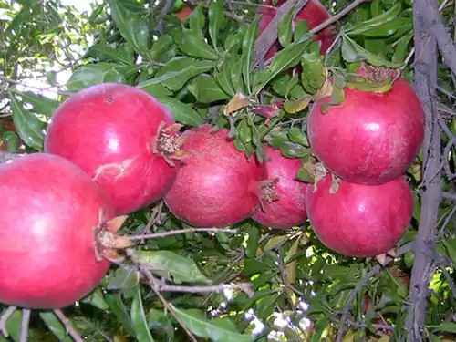 اردستان پایتخت نخستین‌های صنعت گردشگری ایران