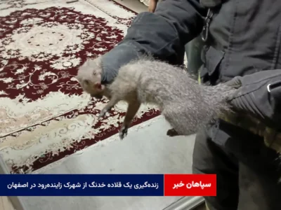 زندهگیری یک قلاده خدنگ از شهرک زایندهرود در اصفهان