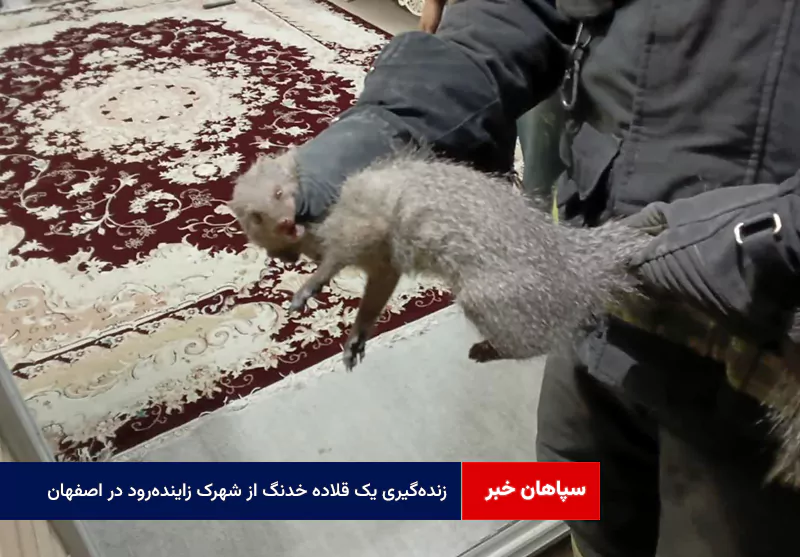 زندهگیری یک قلاده خدنگ از شهرک زایندهرود در اصفهان