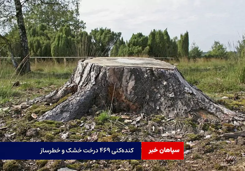 کنده‌کنی ۴۶۹ درخت خشک و خطرساز