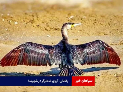 باکلان آبزی شکارگر در شهرضا