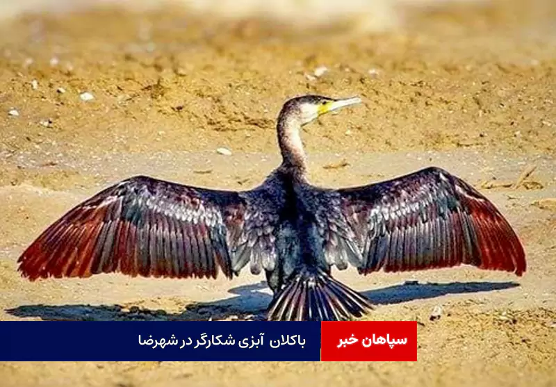 باکلان آبزی شکارگر در شهرضا