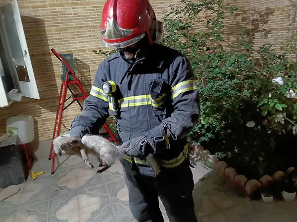 زندهگیری یک قلاده خدنگ از شهرک زایندهرود در اصفهان 1 خدنگ در شهرک زایندهرود اصفهان | زنده گیری خدنگ در مجتمع مسکونی شهرک زاینده اصفهان