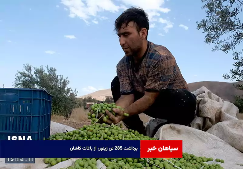 برداشت ۲۸۵ تن زیتون از باغات کاشان