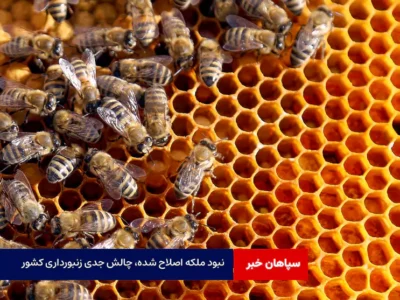نبود ملکه اصلاح شده، چالش جدی زنبورداری کشور