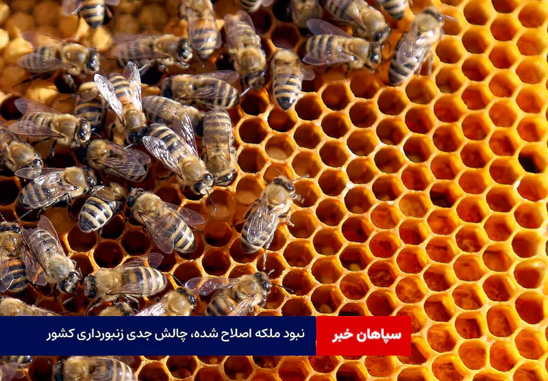 نبود ملکه اصلاح شده، چالش جدی زنبورداری کشور