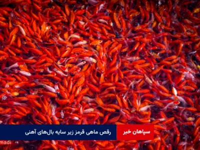 رقص ماهی قرمز زیر سایه بال‌های آهنی