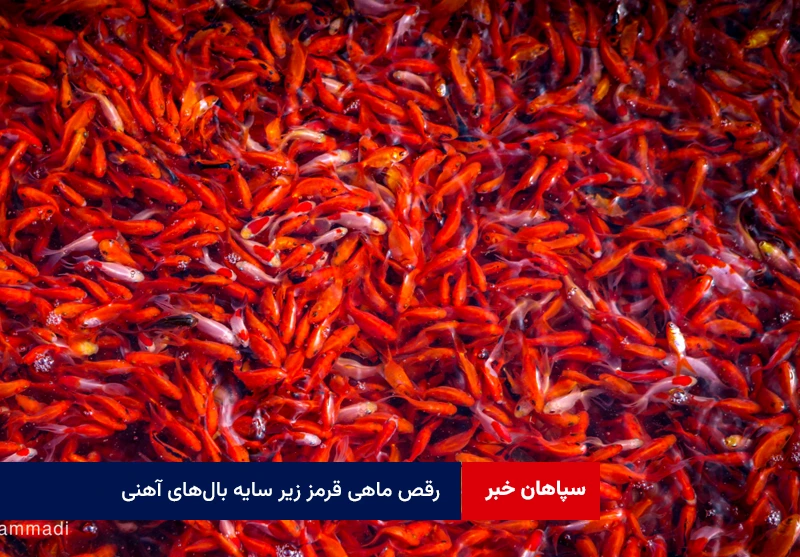 رقص ماهی قرمز زیر سایه بال‌های آهنی