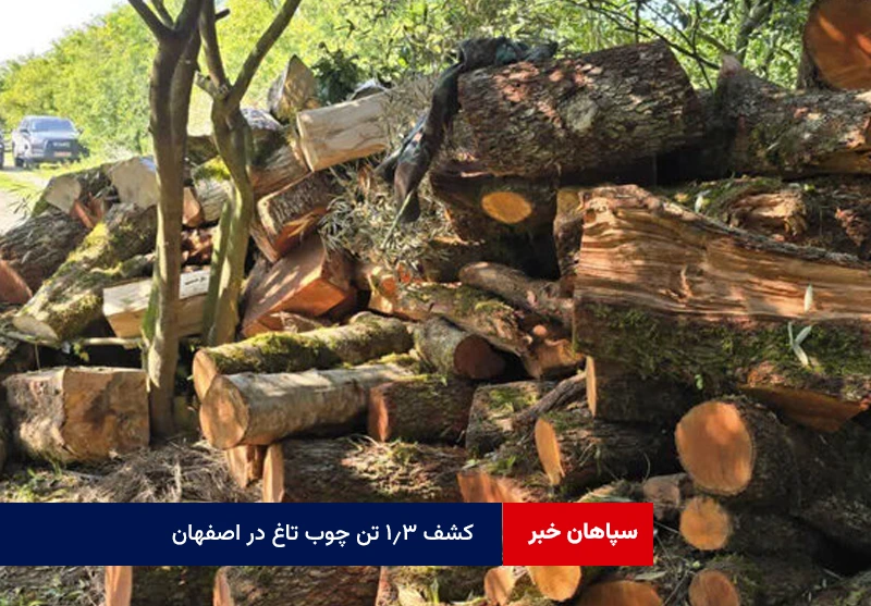 کشف ۱.۳ تن چوب تاغ در اصفهان؛قاچاقچیان با چاقو به جنگلبانان حمله کردند