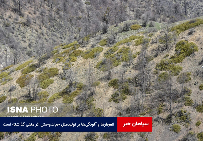انفجارها و آلودگی‌ها بر تولیدمثل حیات‌وحش اثر منفی گذاشته است