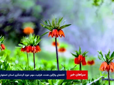 لاله‌های واژگون هنده، ظرفیت مهم حوزه گردشگری استان اصفهان است