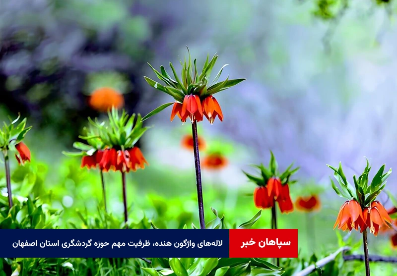لالههای واژگون هنده، ظرفیت مهم حوزه گردشگری استان اصفهان است