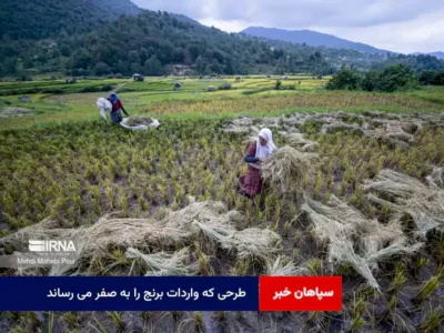 طرحی که واردات برنج را به صفر می رساند