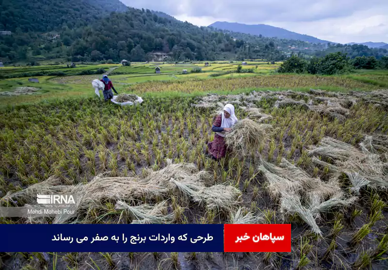 طرحی که واردات برنج را به صفر می رساند