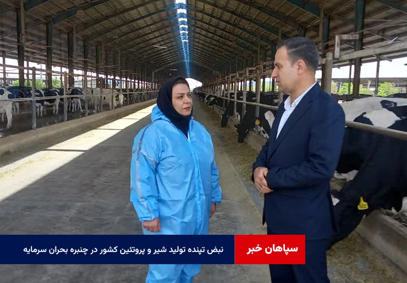 نبض تپنده تولید شیر و پروتئین کشور در چنبره بحران سرمایه در گردش