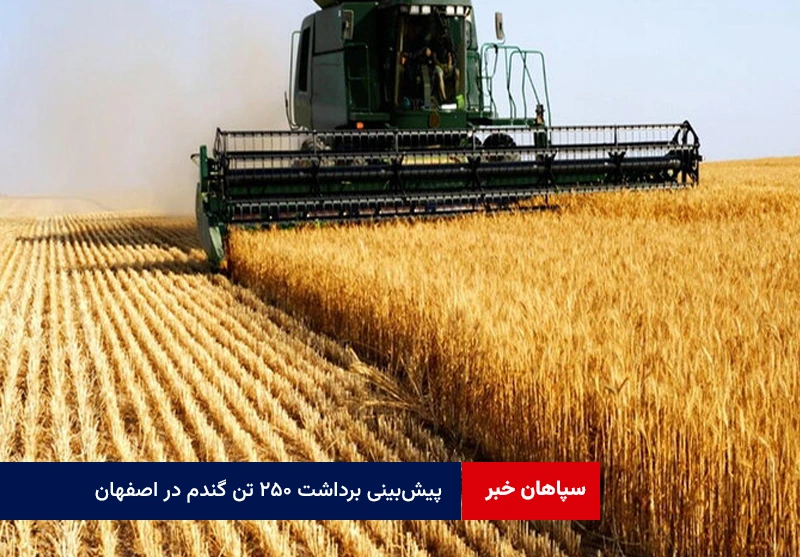 پیش‌بینی برداشت ۲۵۰ تن گندم در اصفهان
