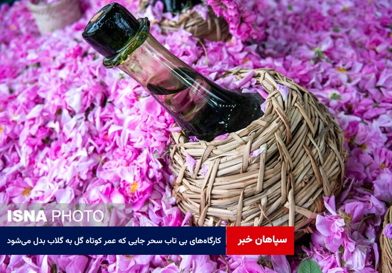 کارگاههای بیتاب سحر؛ جایی که عمر کوتاه گل به ماندگاری گلاب بدل میشود