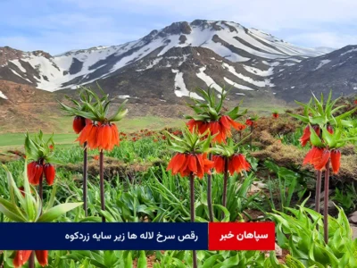 رقص سرخ لاله ها زیر سایه زردکوه