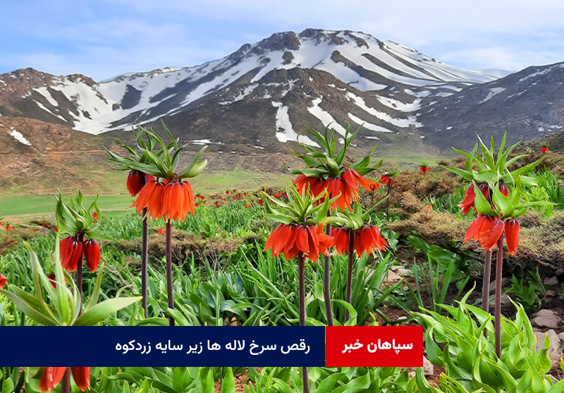 رقص سرخ لاله ها زیر سایه زردکوه