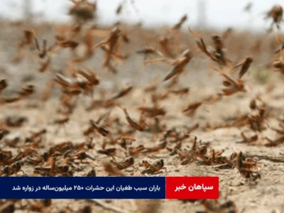 باران سبب طغیان این حشرات ۲۵۰ میلیون‌ساله در زواره شد