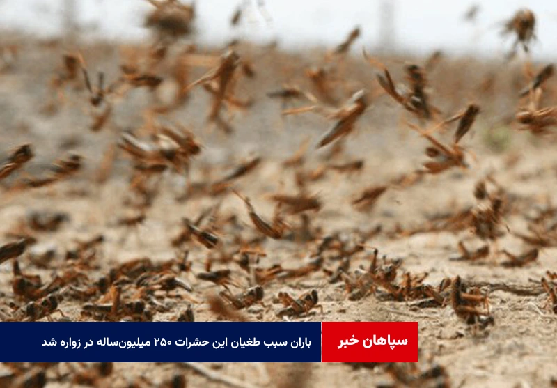 باران سبب طغیان این حشرات ۲۵۰ میلیونساله در زواره شد