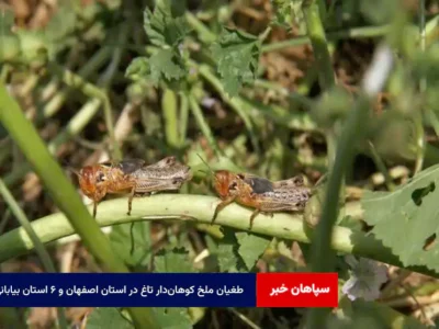 طغیان ملخ کوهان‌دار تاغ در استان اصفهان و ۶ استان بیابانی