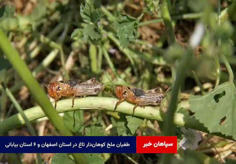 طغیان ملخ کوهاندار تاغ در استان اصفهان و ۶ استان بیابانی