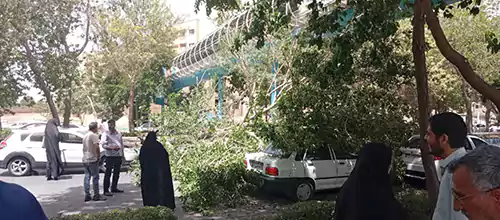 سقوط درخت وسط ظهر وسط خیابان خیابان کاوه