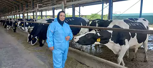 مرزبانان سفره، از جبهه تولید تا جنگ اقتصادی 2 دامپروری مدرن