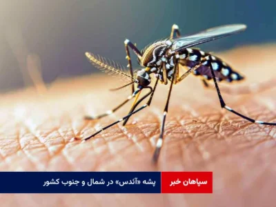 پشه «آئدس» در شمال و جنوب کشور؛ هشدار وزارت بهداشت درباره خطر گسترش تب دنگی