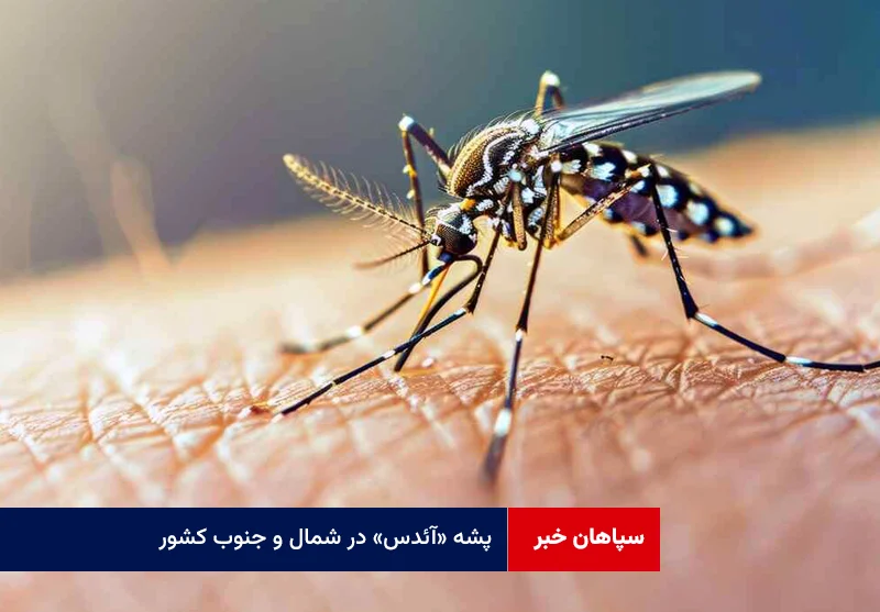پشه «آئدس» در شمال و جنوب کشور؛ هشدار وزارت بهداشت درباره خطر گسترش تب دنگی