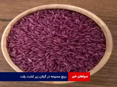 برنج ممنوعه در گیلان زیر کشت رفت