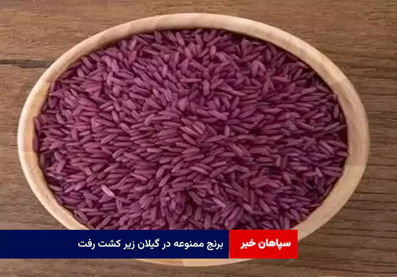 برنج ممنوعه در گیلان زیر کشت رفت