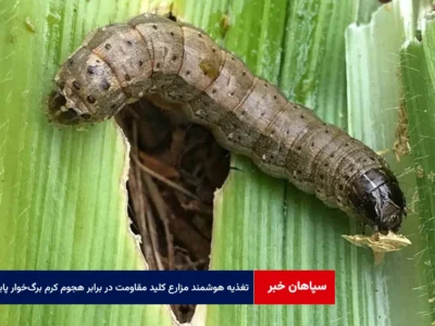 تغذیه هوشمند مزارع کلید مقاومت در برابر هجوم کرم برگ‌خوار پاییزه