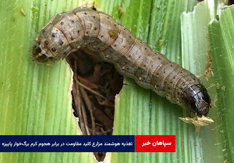 تغذیه هوشمند مزارع کلید مقاومت در برابر هجوم کرم برگخوار پاییزه