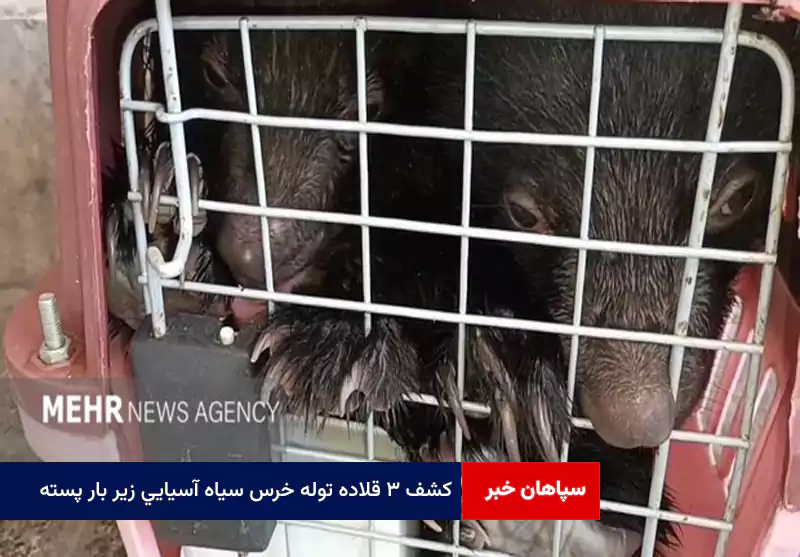 کشف ۳ قلاده توله خرس سیاه آسیایی زیر بار پسته
