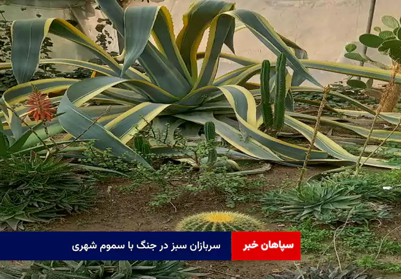 سربازان سبز در جنگ با سموم شهری
