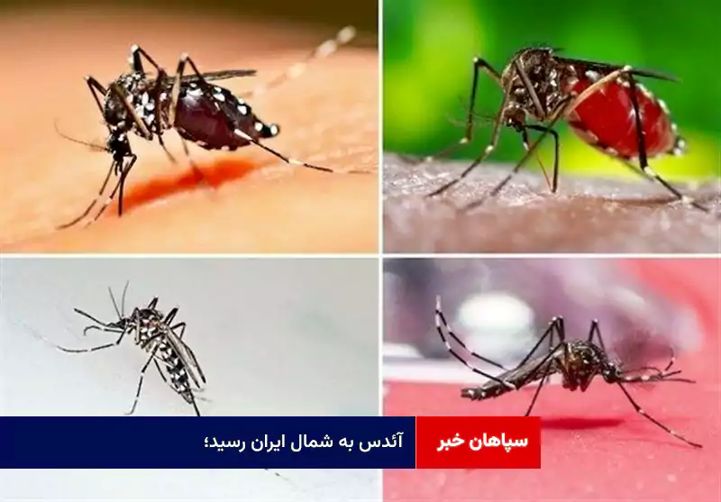 آئدس به شمال ایران رسید؛