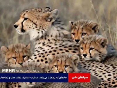 جاده‌ای که یوزها را می‌بلعد؛ عملیات مشترک نجات هلیا و توله‌هایش
